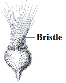 Bristle